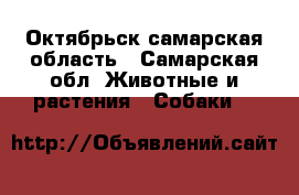 Октябрьск самарская область - Самарская обл. Животные и растения » Собаки   